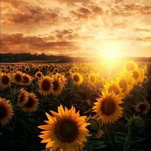 Meet your Posher, Maham